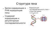 Структура гена