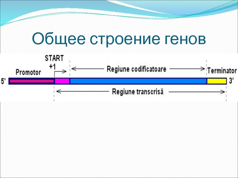 Строение генов