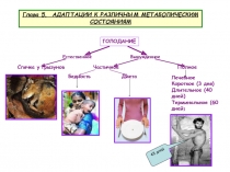 Глава 5. АДАПТАЦИИ К РАЗЛИЧНЫМ МЕТАБОЛИЧЕСКИМ СОСТОЯНИЯМ
ГОЛОДАНИЕ
Естественное