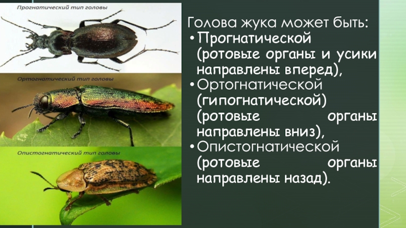 Отряд жесткокрылые Голова жука может быть:Прогнатической (ротовые органы и усики направлены вперед),Ортогнатической (гипогнатической) Голова жука может быть:Прогнатической (ротовые органы и усики направлены вперед),Ортогнатической (гипогнатической) (ротовые органы направлены вниз),Опистогнатической (ротовые органы