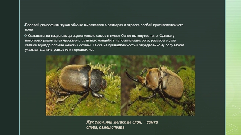 Отряд жесткокрылые Половой диморфизм жуков обычно выражается в размерах и окраске особей противоположного Половой диморфизм жуков обычно выражается в размерах и окраске особей противоположного пола.У большинства видов самцы жуков мельче
