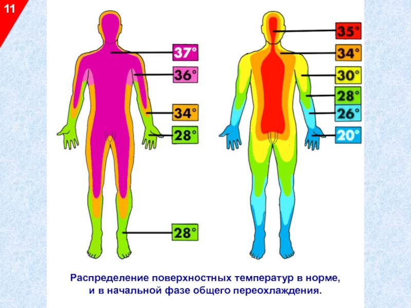 Температурная карта тела