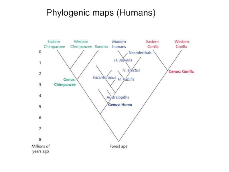 Реферат: Chimpanzee Versus Humans Similarities