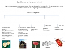 Classification of plants and animals