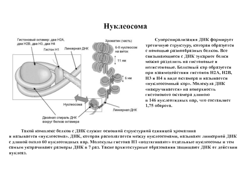 Каким номером на рисунке обозначена структура которая образована молекулами днк и белками гистонами