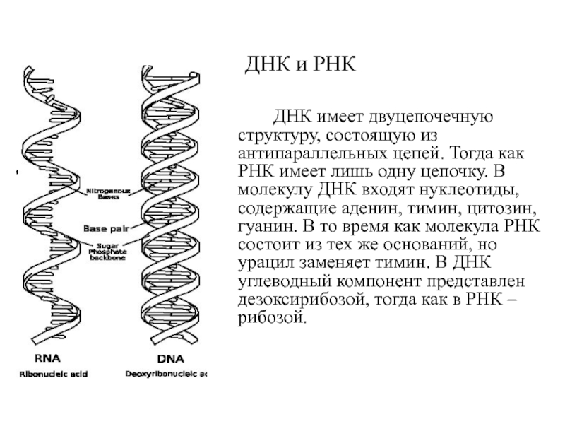 Схема днк рнк