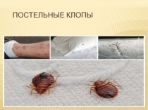Постельные клопы