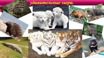 удивительные звери