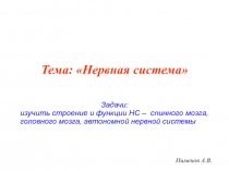 Пименов А.В.
Тема: Нервная система
Задачи:
изучить строение и функции НС –