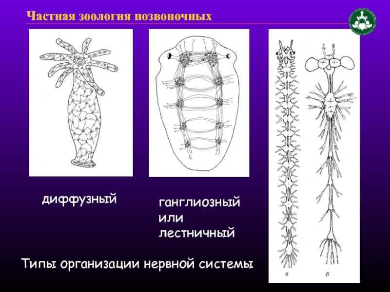 Представители трубчатой нервной системы