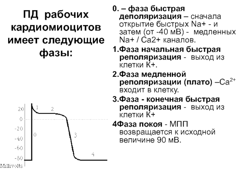 Максимальная фаза. Фаза деполяризации потенциала действия. Деполяризация фаза плато. Фазы потенциала действия кардиомиоцитов. Фазы потенциала действия рабочего кардиомиоцита.