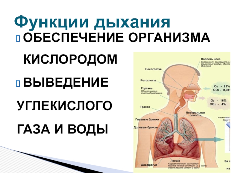 Кислород в организме человека