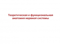 Теоретическая и функциональная анатомия нервной системы