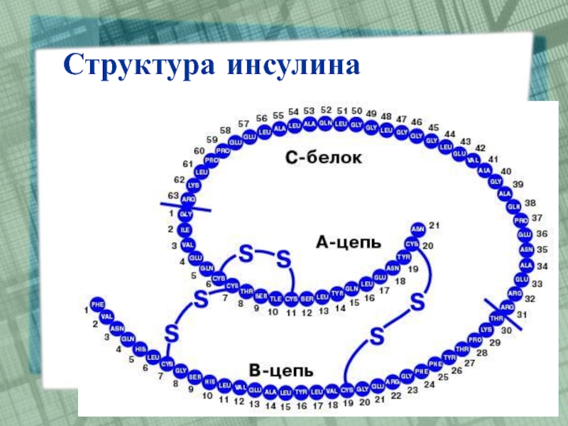 Цепочка белка. Инсулин химическое строение. Первичная структура инсулина. Строение инсулина биохимия. Структура молекулы инсулина.