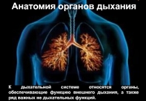 Анатомия органов дыхания
К дыхательной системе относятся органы, обеспечивающие