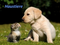 Haustiere