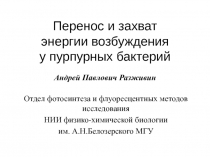 Перенос и захват энергии возбуждения у пурпурных бактерий