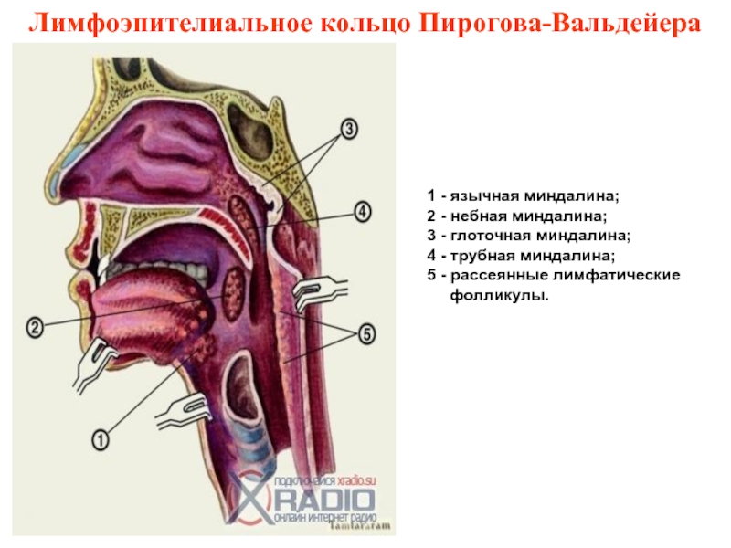 Миндалины схема расположение