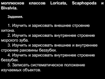 Занятие 1 4. Тип Mollusca. Строение моллюсков классов Loricata, Scaphopoda и
