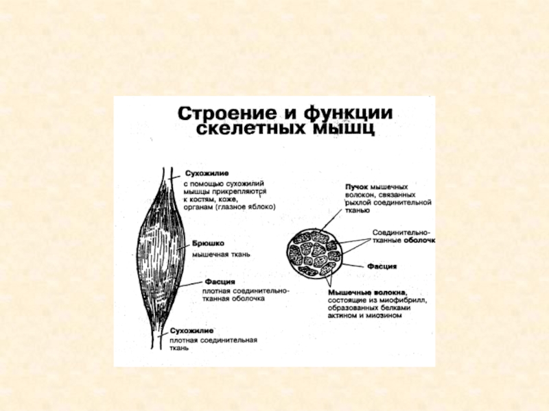 Строение и функции скелетных мышц 8 класс пасечник презентация