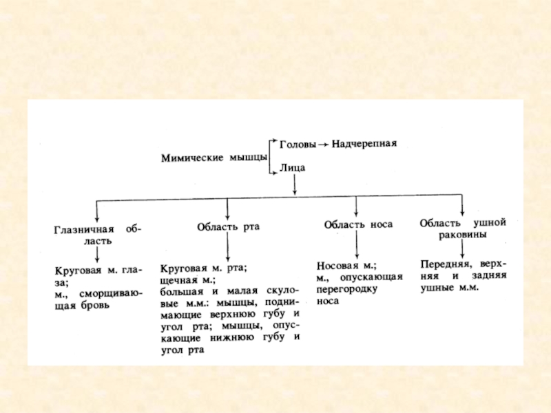 Возрастная анатомия строение