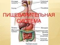 пищеварительная система