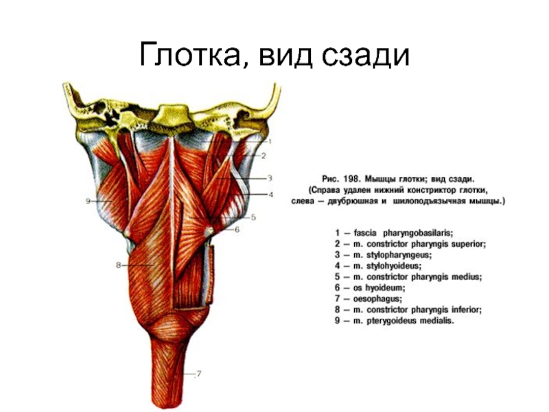 Оболочки стенки глотки. Глотка строение анатомия латинский. Мышцы глотки 1 – верхний констриктор.