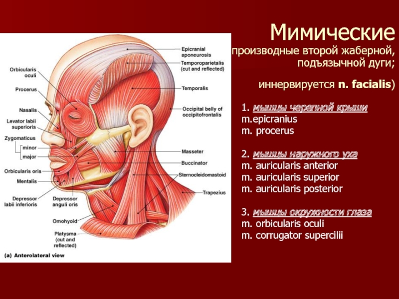 Head m перевод. Мышцы головы и шеи вид сбоку. Функции мышц лица и шеи анатомия. Мышцы головы и шеи вид сбоку анатомия. Мышцы головы и шеи вид сбоку с обозначениями.