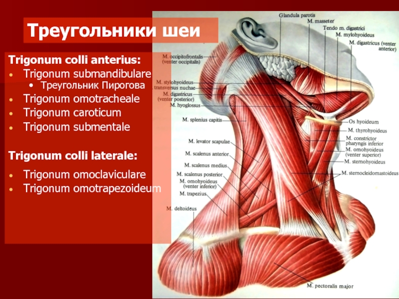 Треугольник пирогова схема