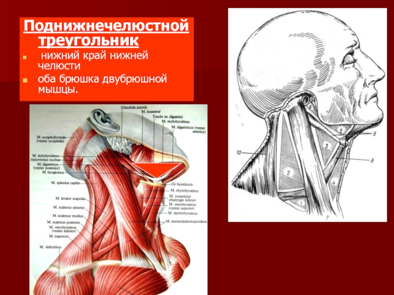 Мышцы головы и шеи презентация