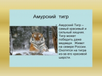 амурский тигр