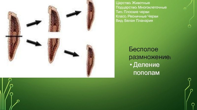 Размножение плоских червей. Бурая планария. Тип размножения плоских червей. Планарии плоские черви размножение. Фрагментация планарии.