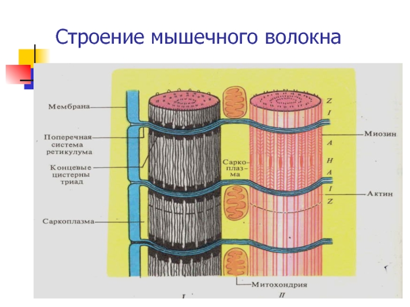 Строение поперечно. Строение мышечного волокна физиология. Строение мембраны мышечного волокна. Строение поперечно полосатого мышечного волокна. Триада поперечно полосатого мышечного волокна.