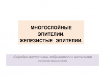 МНОГОСЛОЙНЫЕ ЭПИТЕЛИИ.
ЖЕЛЕЗИСТЫЕ ЭПИТЕЛИИ.
Кафедра гистологии, эмбриологии и