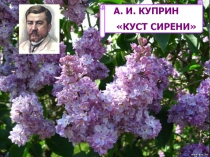 А. И. КУПРИН
КУСТ СИРЕНИ
