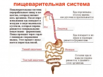 пищеварительная система