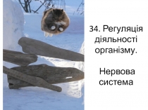 34. Регуляція діяльності організму. Нервова система