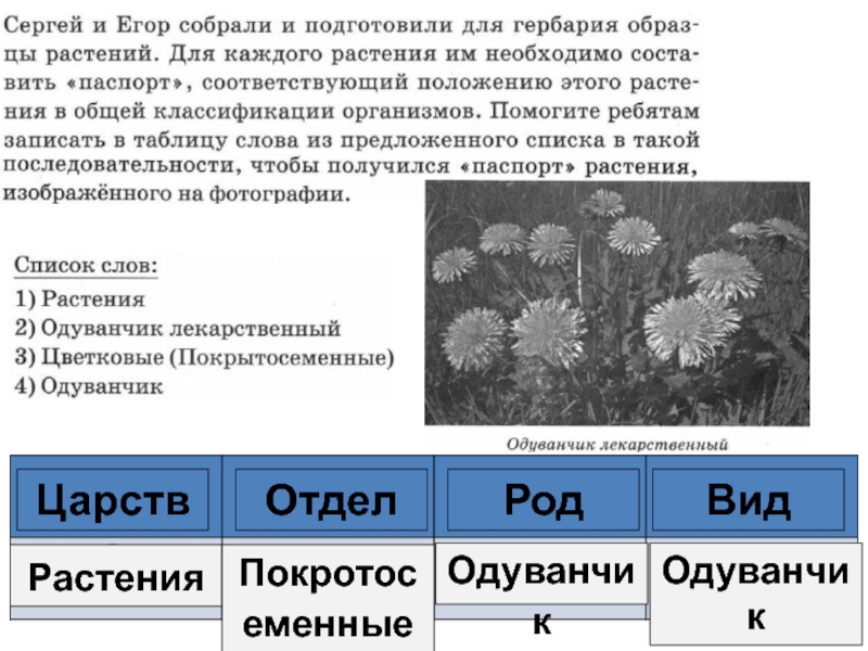 Примеры впр по биологии 6 класс. Образцы растений. Одуванчик род вид.