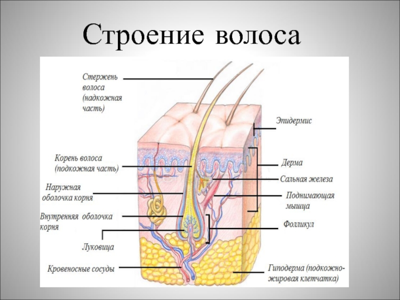 Что такое строение. Строение волоса. Строение волоса человека. Внутреннее строение волоса. Строение волоса анатомия.