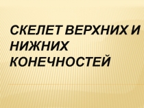 скелет верхних и нижних конечностей