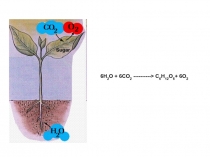 6H 2 O + 6CO 2 ----------> C 6 H 12 O 6 + 6O 2