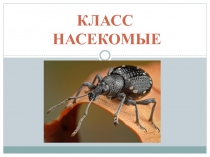 КЛАСС НАСЕКОМЫЕ