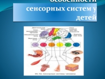 Возрастные особенности сенсорных систем у детей