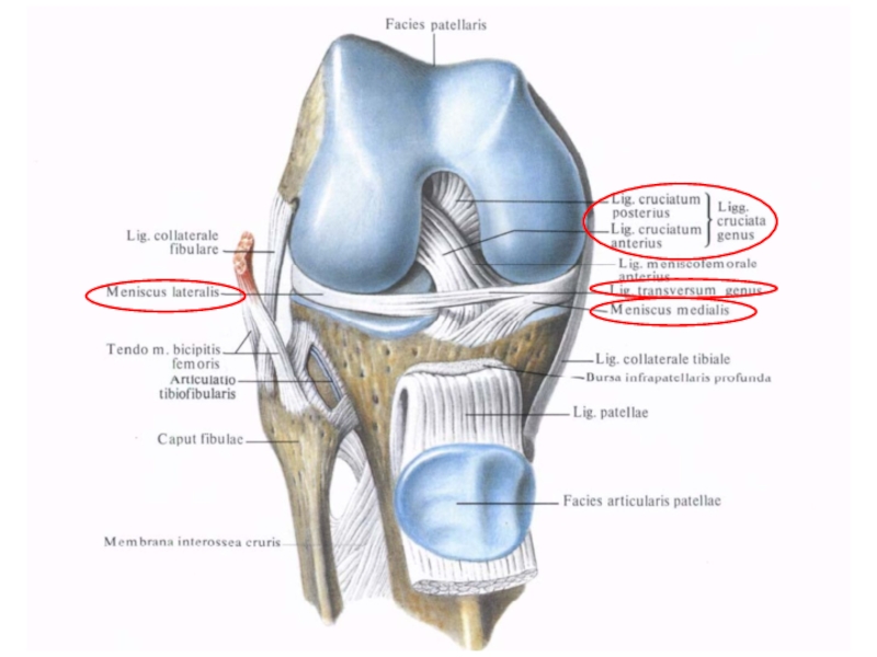 Строение колена у человека