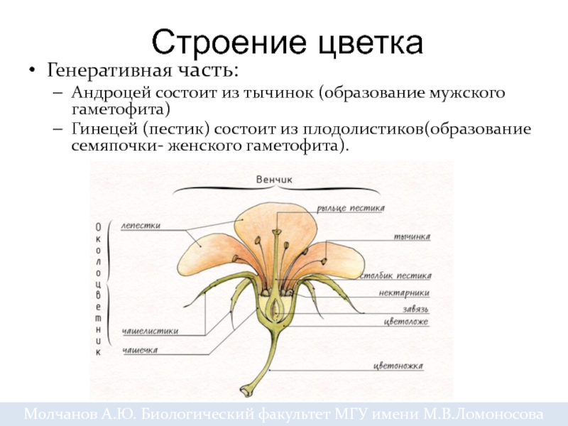 Строение цветка андроцей и гинецей. Структура гинецея цветка. Цвтрк строение андроцнй геницей.