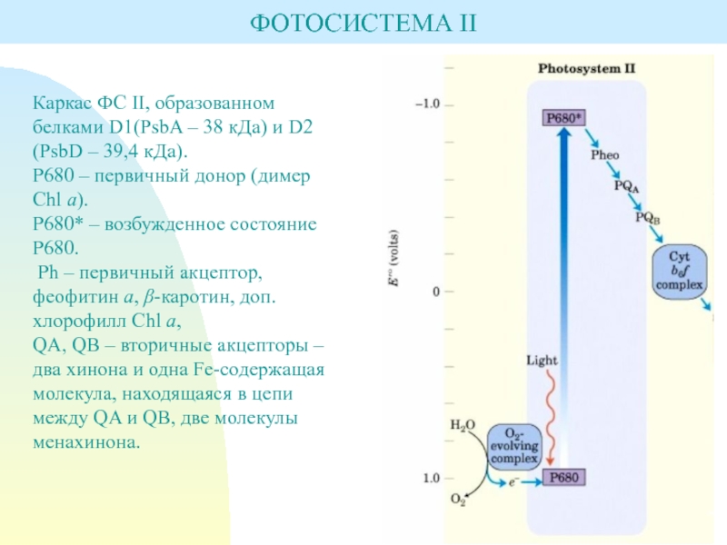 Процессы фотосистемы 1