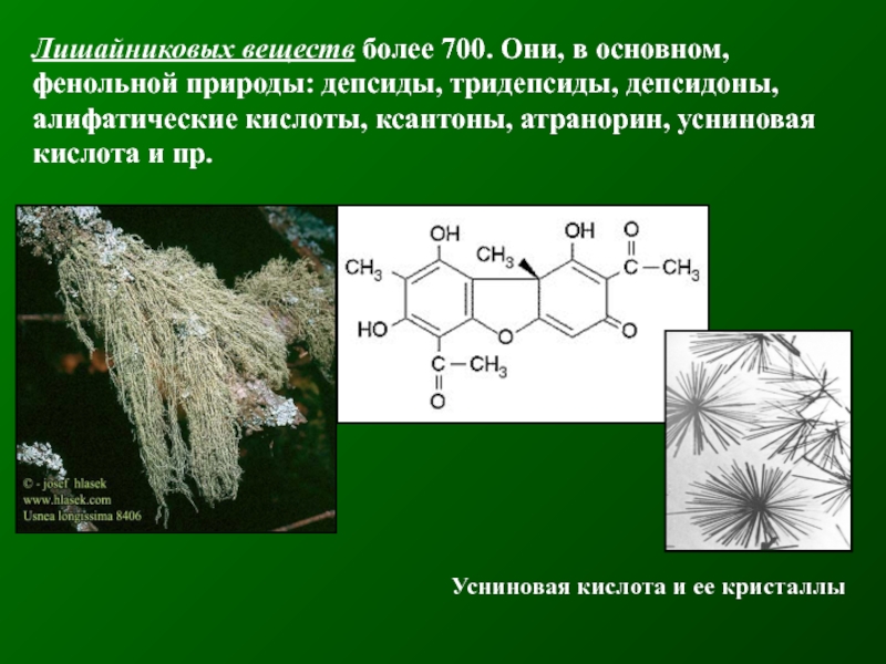 Лихенизированные грибы:
морфология, физиология,
экология