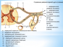 Строение рефлекторной дуги (схема):
1 - афферентное нервное волокно;
2 -