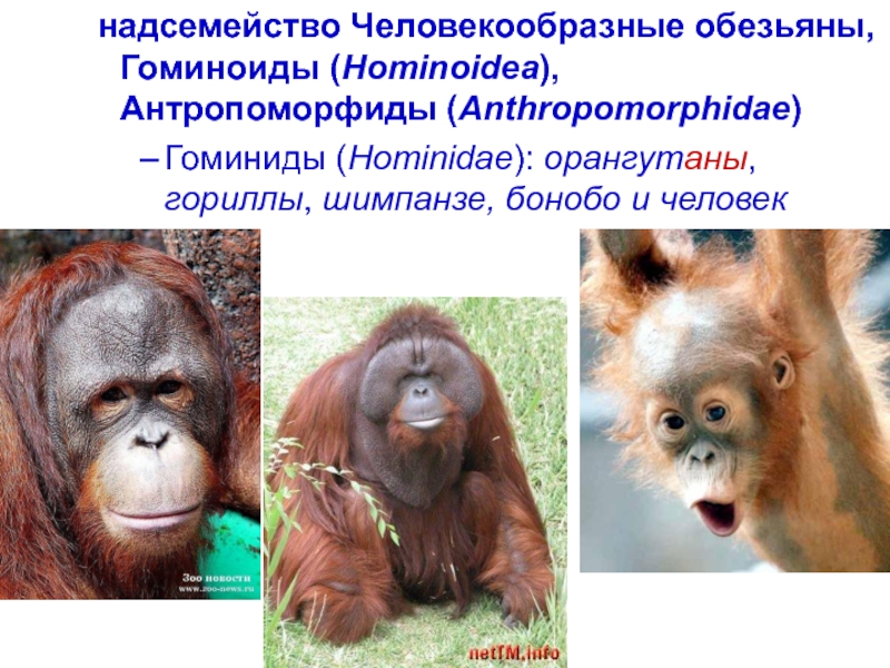 К обезьянам людям относят. Человекообразные обезьяны. Человекообразные обезьяны виды. Подотряд человекообразные обезьяны. Гоминиды человекообразные обезьяны.