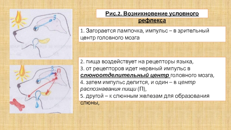 На рисунке изображена схема условного рефлекса у собаки какой